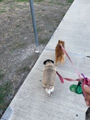 IMG_7949 Walking Bella and Kaito, San Antonio, TX
