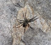 IMG_0345 Spider, Namakan Lake, Voyaguers National Park