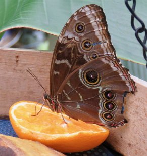 IMG_0420 Blue Morpho Butterfly, Callaway Gardens, Pine Mountain, GA
