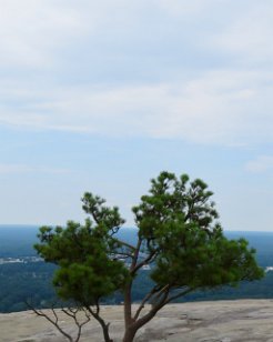 IMG_0525 Pine Tree, Stone Mountain, GA