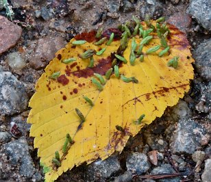 IMG_0777 Elm leaf finger gall, Congaree National Park