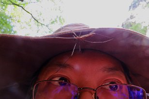 IMG_0806 Golder Orb Weaver spider on Winston's Hat Brim, Cedar Creek, Congaree National Park
