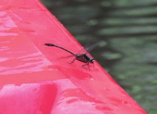 IMG_0808 Black-Shouldered Spinyleg Dragonfly on our kayak, Cedar Creek, Congaree National Park