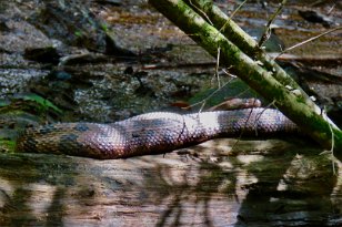 IMG_0823 Brown Water Snake, Cedar Creek, Congaree National Park