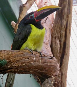 IMG_1714 Green Aracari, National Zoo, DC