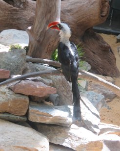 IMG_1745 Von der Decken's Hornbill, National Zoo, DC