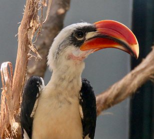 IMG_1750 Von der Decken's Hornbill, National Zoo, DC