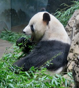 IMG_1785 Giant Panda, National Zoo, DC