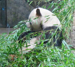 IMG_1796 Giant panda, National Zoo, DC