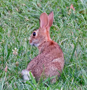 IMG_2705 Eastern Cottontail, Gettysburg National Military Park