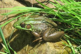 IMG_2583 Green Frog, Valley Forge National Historical Park