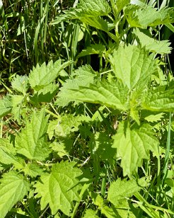 IMG_6379 Great Stinging Nettle, Valley Forge National Historical Park
