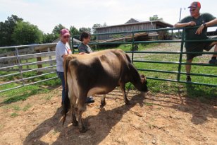 IMG_3287 Petting Cattle, Rocky Mount, VA