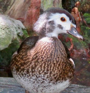 IMG_3551 Female Wood Duck, Tennessee Aquarium, Chattanooga, TN