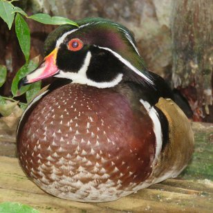 IMG_3557 Male Wood Duck, Tennessee Aquarium, Chattanooga, TN