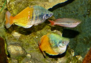 IMG_3588 Boeseman's Rainbowfish, Tennessee Aquarium, Chattanooga, TN