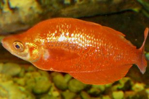 IMG_3593 Fish, Tennessee Aquarium, Chattanooga, TN