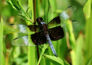 IMG_3835 Widow Skimmer Dragonfly, Green Mountain Nature Trail, Huntsville, AL