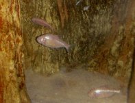 IMG 2712  Blind Cave Fish, Virginia Living Museum, Newport News, VA