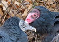 IMG 7616  Black and Turkey Vulture, Virginia Living Museum, Newport News, VA