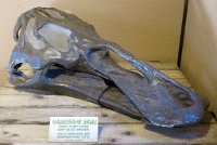 IMG 7636  Hadrosaur Skull, Virginia Living Museum, Newport News, VA