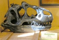IMG 7637  Allosaurus Skull, Virginia Living Museum, Newport News, VA