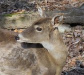 IMG 7666  deer, Virginia Living Museum, Newport News, VA