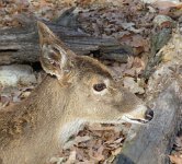 IMG 7667  Deer, Virginia Living Museum, Newport News, VA