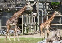 IMG 0341  Masai Giraffes, Virginia Zoological Park, Norfolk, VA