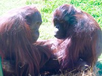 IMG 2564  Orangutans, Virginia Zoological Park, Norfolk, VA