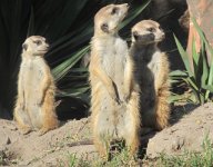 IMG 2642  Meerkats, Virginia Zoological Park, Norfolk, VA