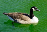IMG 7237  Canada Goose, Virginia Zoological Park, Norfolk, VA