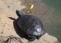 IMG 7239  Turtle, Virginia Zoological Park, Norfolk, VA