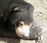 IMG 7244  Sun Bear, Virginia Zoological Park, Norfolk, VA
