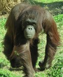 IMG 7264  Orangutan, Virginia Zoological Park, Norfolk, VA