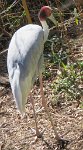 IMG 7269  Sarus Crane, Virginia Zoological Park, Norfolk, VA