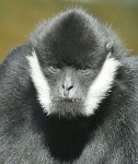 IMG 7300  Male White-Cheeked Gibbon, Virginia Zoological Park, Norfolk, VA