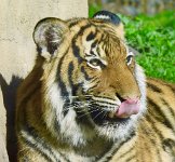 IMG 7338  Malayan Tiger, Virginia Zoological Park, Norfolk, VA