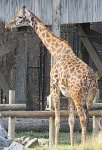 IMG 7358  Masai Giraffe, Virginia Zoological Park, Norfolk, VA