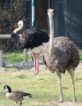 IMG 7375  Ostrich, Virginia Zoological Park, Norfolk, VA