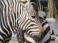 IMG 7398  Grant's Zebra, Virginia Zoological Park, Norfolk, VA