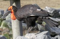 IMG 7406  Southern Ground Hornbill, Virginia Zoological Park, Norfolk, VA