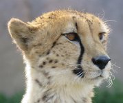 IMG 7412  Cheetah, Virginia Zoological Park, Norfolk, VA