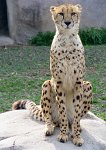 IMG 7415  Cheetah, Virginia Zoological Park, Norfolk, VA