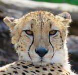 IMG 7421  Cheetah, Virginia Zoological Park, Norfolk, VA