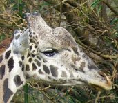 IMG 7426  Masai Giraffe, Virginia Zoological Park, Norfolk, VA