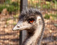 IMG 7475  Emu, Virginia Zoological Park, Norfolk, VA