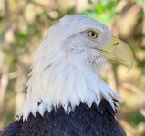 IMG 7490  Bald Eagle, Virginia Zoological Park, Norfolk, VA