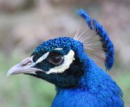 IMG 7501  Peacock, Virginia Zoological Park, Norfolk, VA