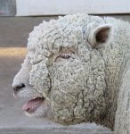 IMG 7525  Southtown Baby Doll Sheep, Virginia Zoological Park, Norfolk, VA